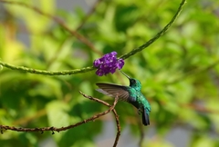 Chlorostilbon mellisugus