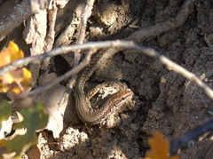 Podarcis muralis