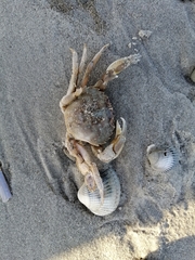 Liocarcinus vernalis