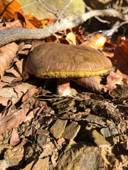 Xerocomellus mendocinensis