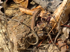 Podarcis muralis