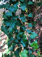 Hedera helix