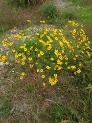 Coreopsis lanceolata