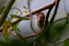 Cacomantis passerinus