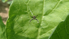 Argiope aemula