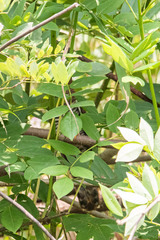 Cuculus poliocephalus