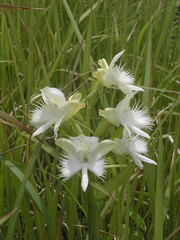 Pecteilis susannae