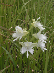 Pecteilis susannae