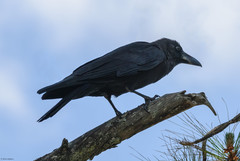 Corvus macrorhynchos intermedius