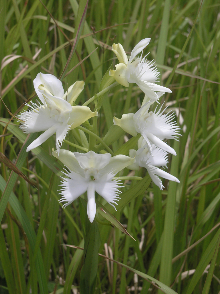 Pecteilis susannae