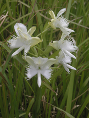 Pecteilis susannae