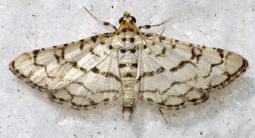 Hileithia rehamalis