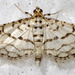 Hileithia rehamalis - Photo (c) David G. Barker, some rights reserved (CC BY-NC), uploaded by David G. Barker