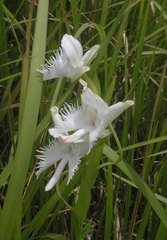 Pecteilis susannae