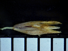 Calamagrostis inexpansa