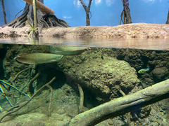Arapaima