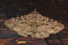 Beriodesma