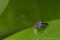 Diptera