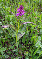 Dactylorhiza euxina