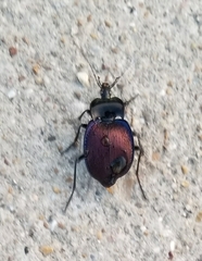 Scaphinotus elevatus