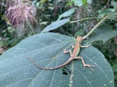 Diploderma polygonatum