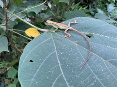Diploderma polygonatum
