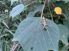 Diploderma polygonatum