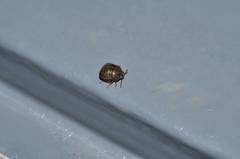 Megacopta punctatissima