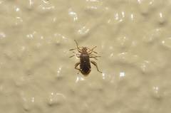 Rhopalus sapporensis