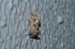 Thysanoplusia daubei