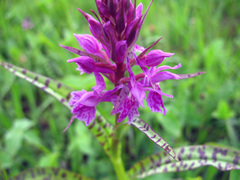 Dactylorhiza euxina