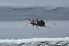 Allecula melanaria