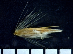 Calamagrostis inexpansa