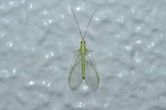 Chrysoperla nipponensis