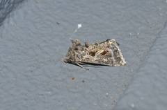 Thysanoplusia daubei