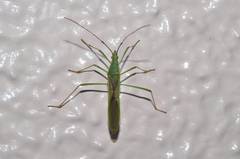 Leptocorisa chinensis