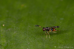 Diparidae