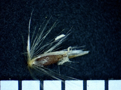 Calamagrostis inexpansa