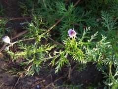 Erodium stephanianum