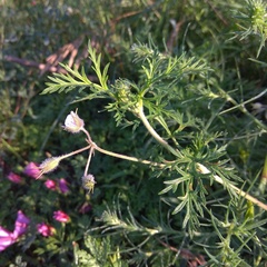 Erodium stephanianum