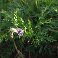 Erodium stephanianum