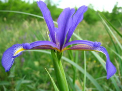Iris notha