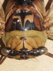 Megatibicen pronotalis