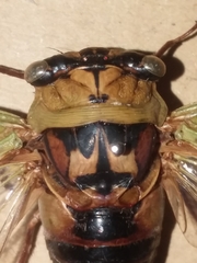 Megatibicen pronotalis