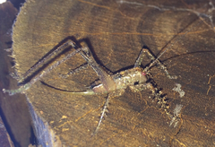 Listroscelidinae