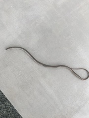 Dolichophis jugularis