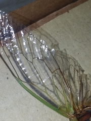 Megatibicen pronotalis