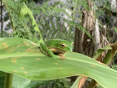 Zhangixalus prasinatus