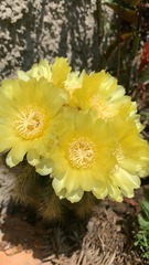 Parodia warasii