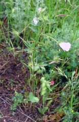 Malvalthaea transcaucasica